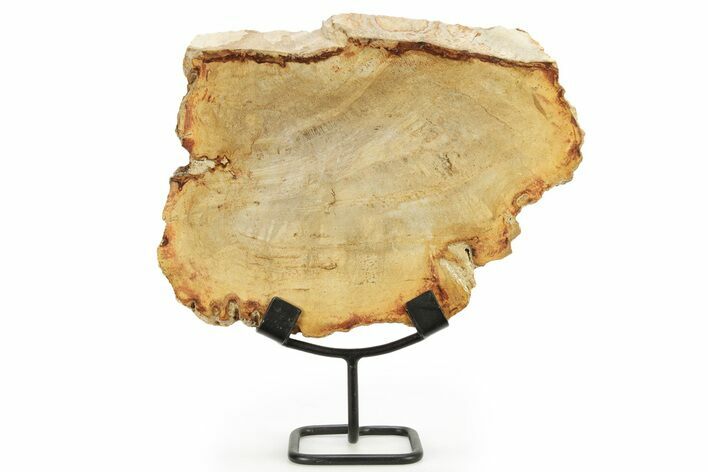 Petrified Wood (Tropical Hardwood) Slab with Stand - Indonesia #266088